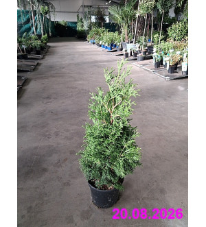 Thuja occ. 'Hurricane' C 2 L